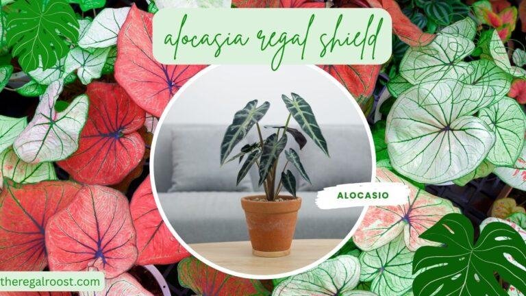 Alocasia Regal Shield written on plant image